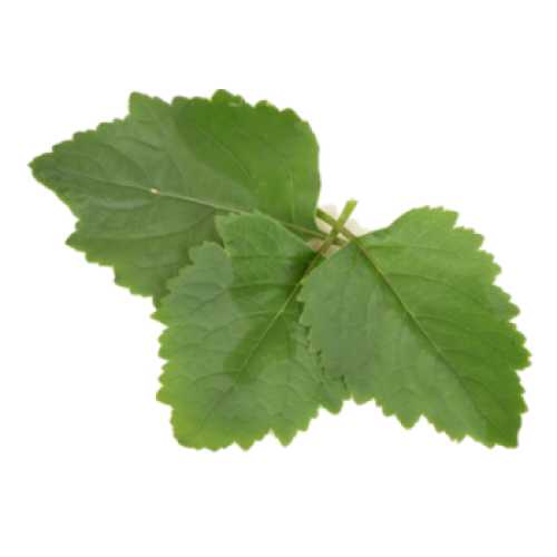 Fragrance Oil - Patchouli