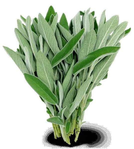 Incense - Backflow Cones - White Sage - 8 Cones - Cayve's Mystic Nature Wholesale