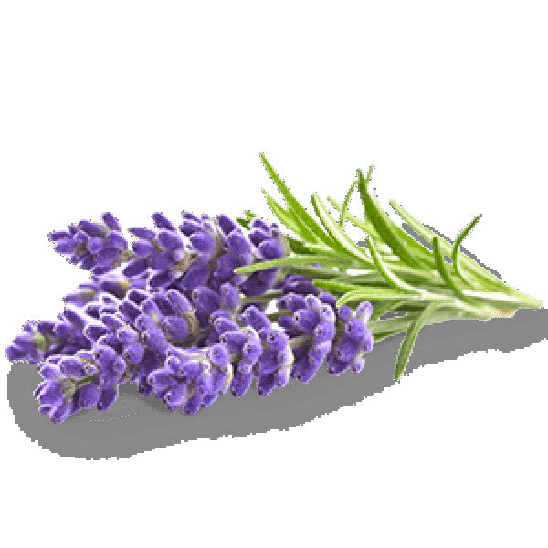 Incense Cones - Lavender - 10 Cones