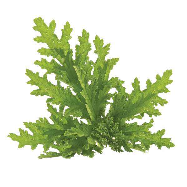 Room & Linen Mists -Citronella Java - Cayve's Mystic Nature Wholesale