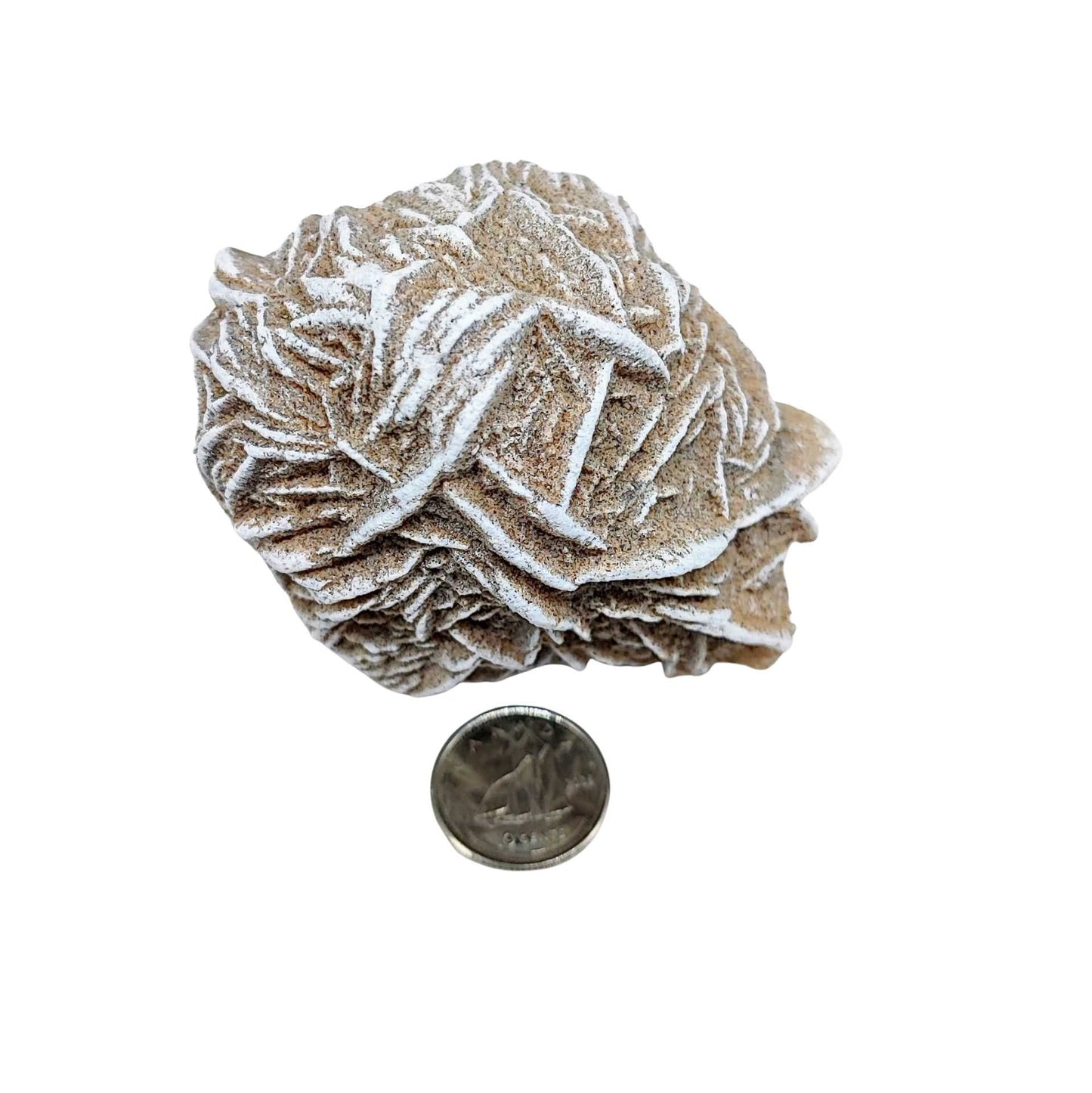 Stone -Desert Rose -Rough -Specimen -150g -Specimen -Aromes Evasions