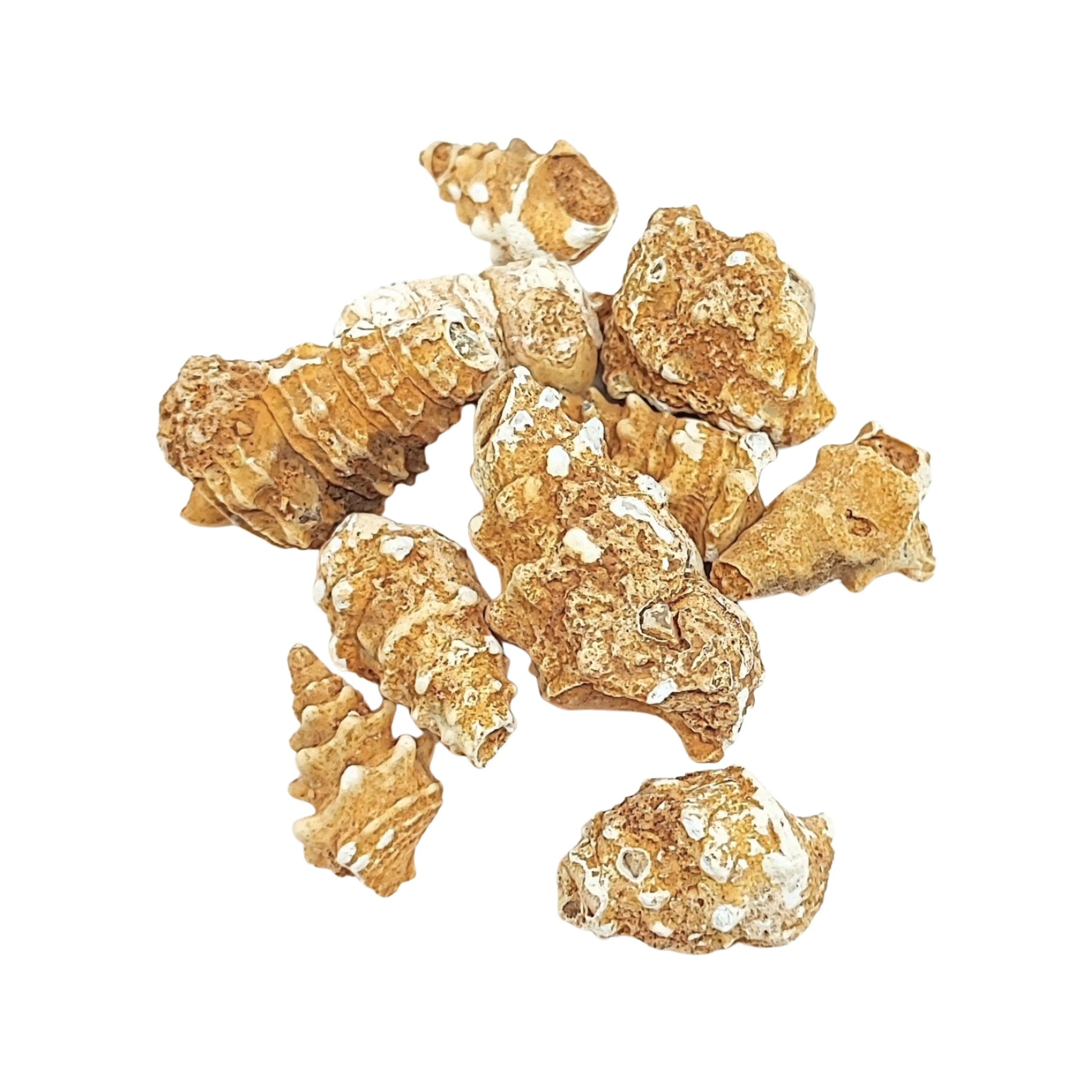 Stone -Gastropod Fossil -Cone -Rough