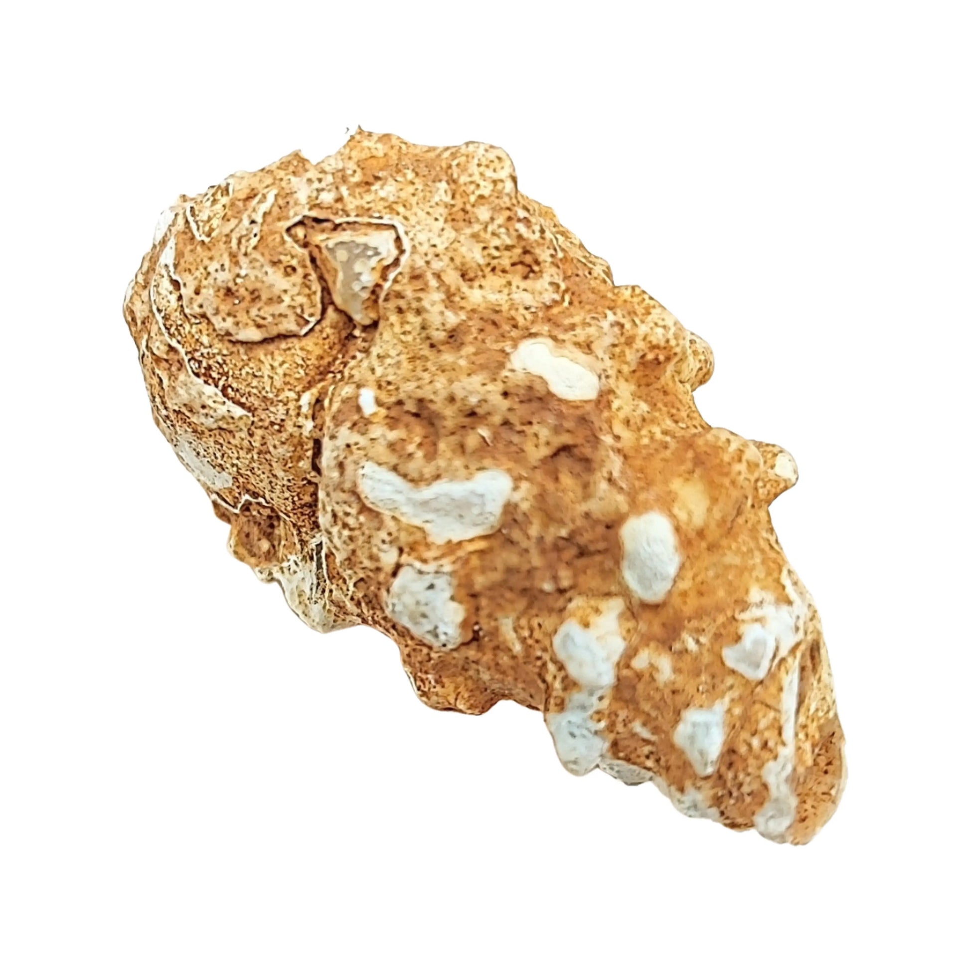 Stone -Gastropod Fossil -Cone -Rough