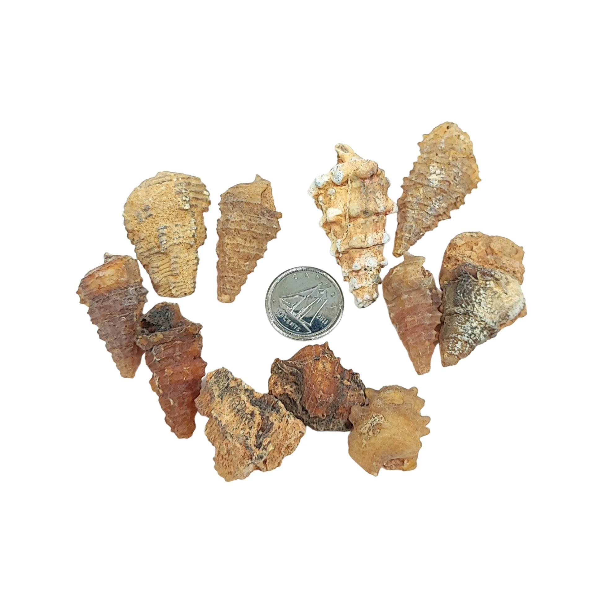 Stone -Gastropod Fossil -Spiky -Rough