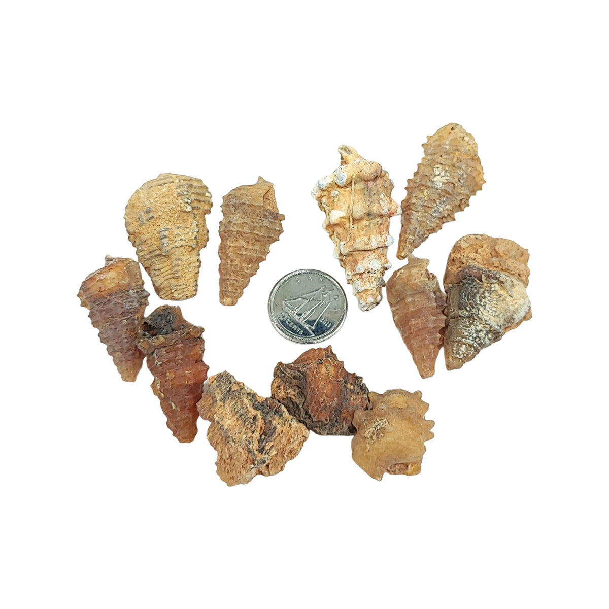 Stone -Gastropod Fossil -Spiky -Rough - Cayve's Mystic Nature Wholesale