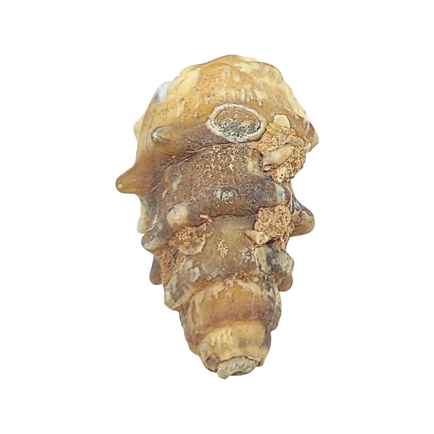 Stone -Gastropod Fossil -Spiky -Specimen -Rough -Fossil Specimen -Aromes Evasions