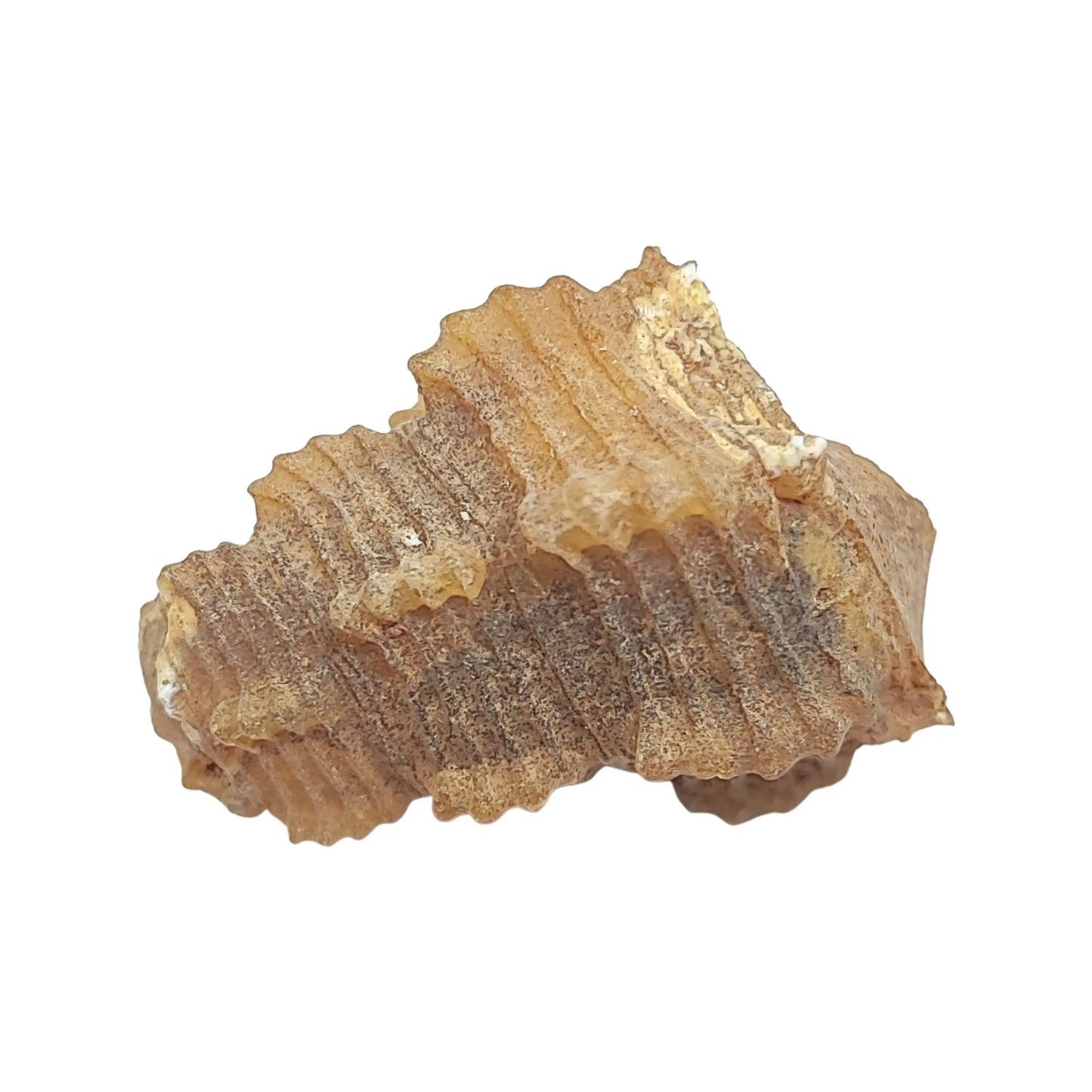 Stone -Gastropod Fossil -Spiky -Specimen -Rough -Fossil Specimen -Aromes Evasions