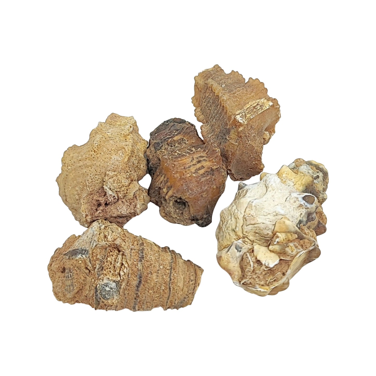 Stone -Gastropod Fossil -Spiky -Specimen -Rough -Fossil Specimen -Aromes Evasions