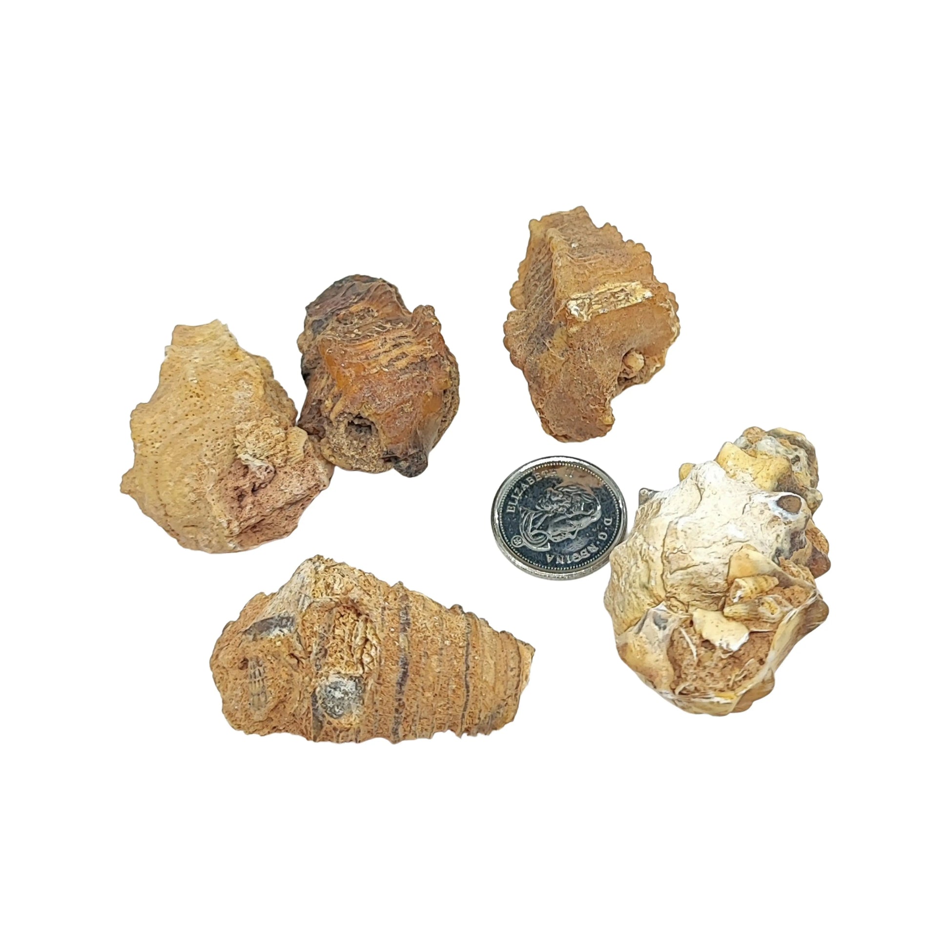 Stone -Gastropod Fossil -Spiky -Specimen -Rough -Fossil Specimen -Aromes Evasions