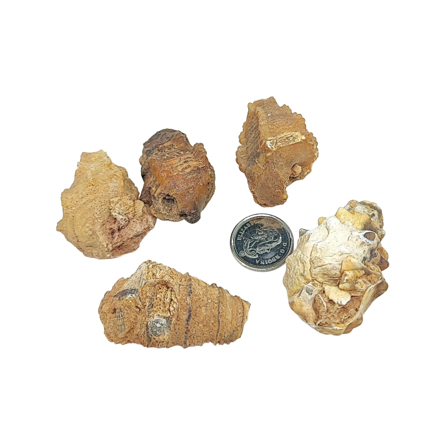 Stone -Gastropod Fossil -Spiky -Specimen -Rough -Fossil Specimen -Aromes Evasions