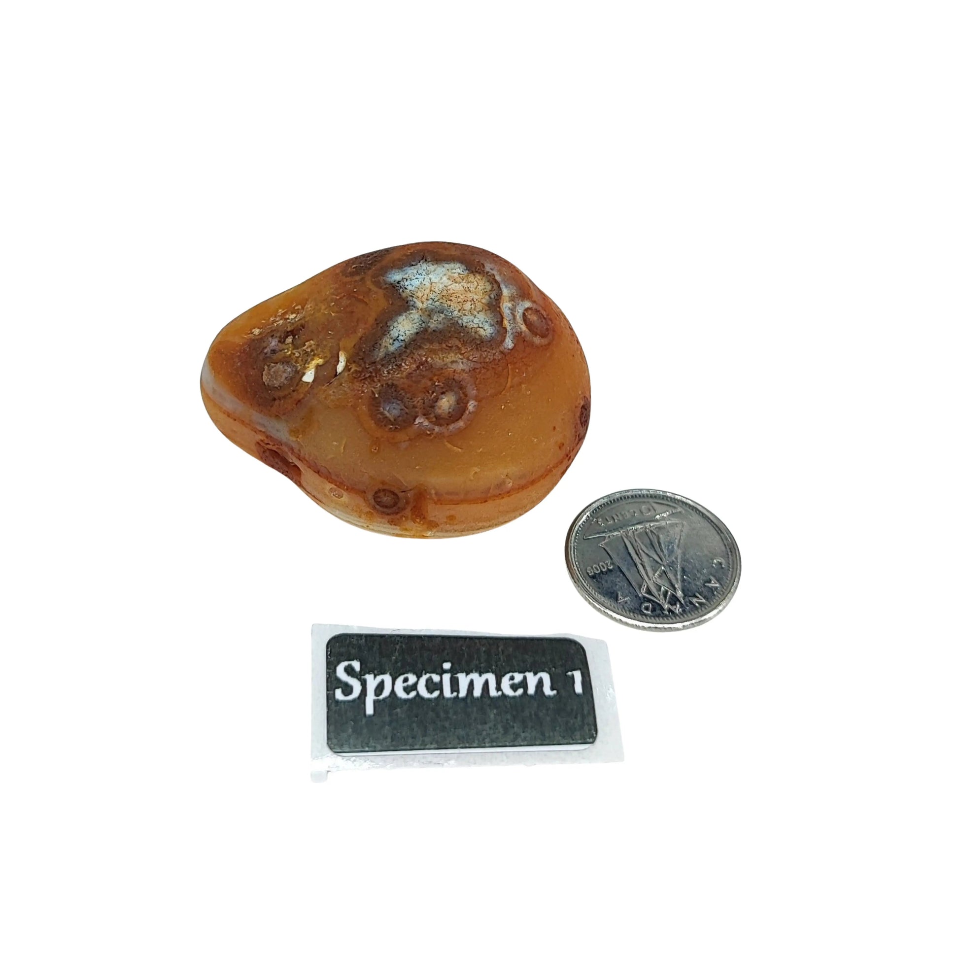 Stone -Natural Palm Agate -Rough -Rough -Aromes Evasions