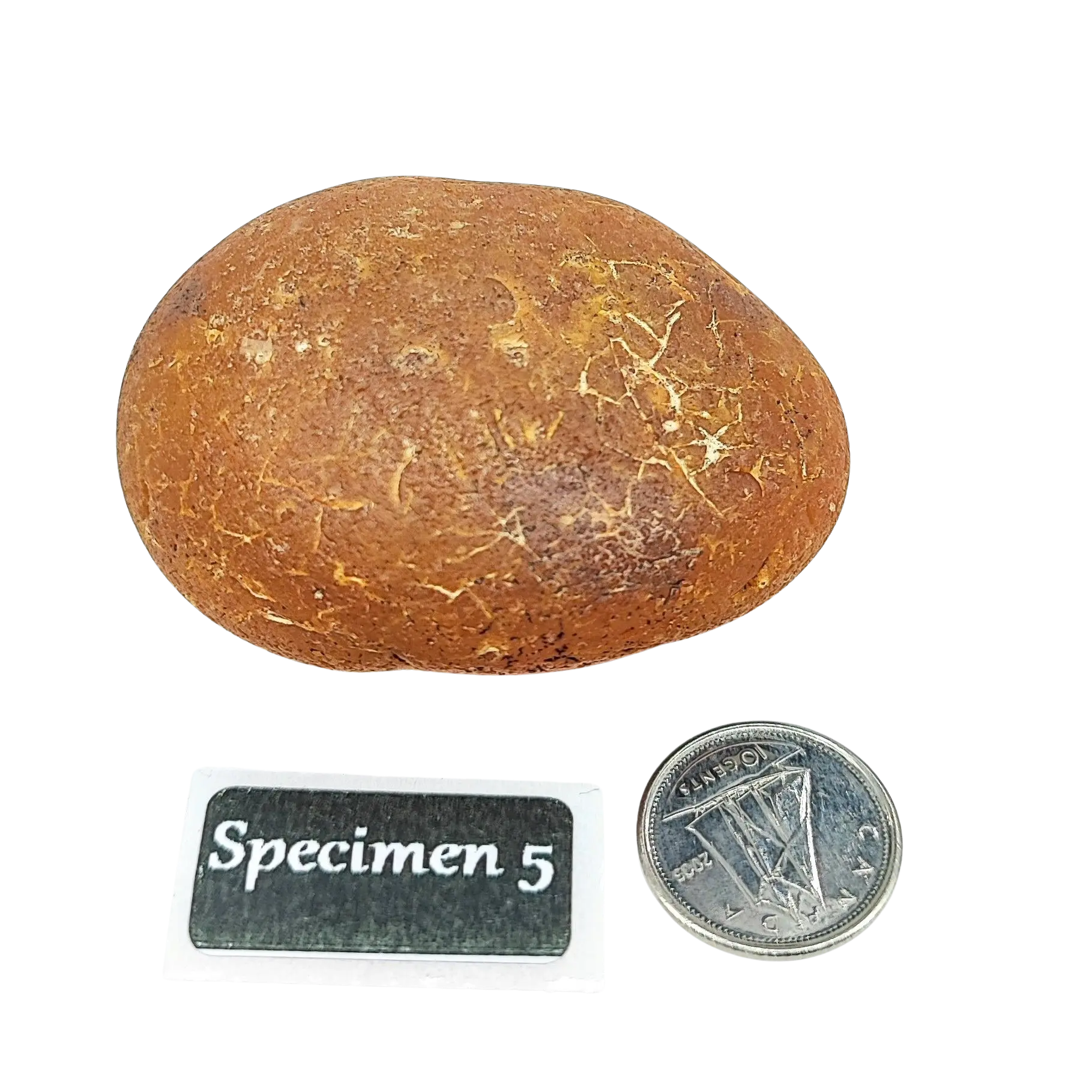 Stone -Natural Palm Agate -Rough -Rough -Aromes Evasions