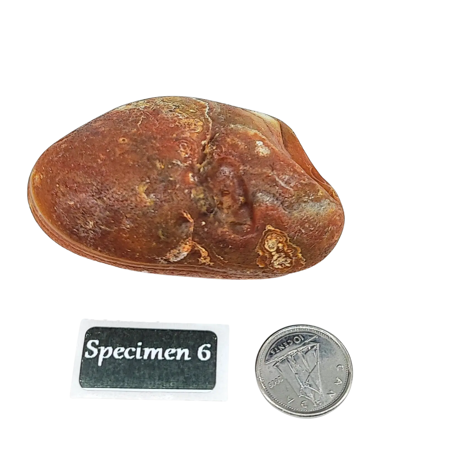 Stone -Natural Palm Agate -Rough -Rough -Aromes Evasions