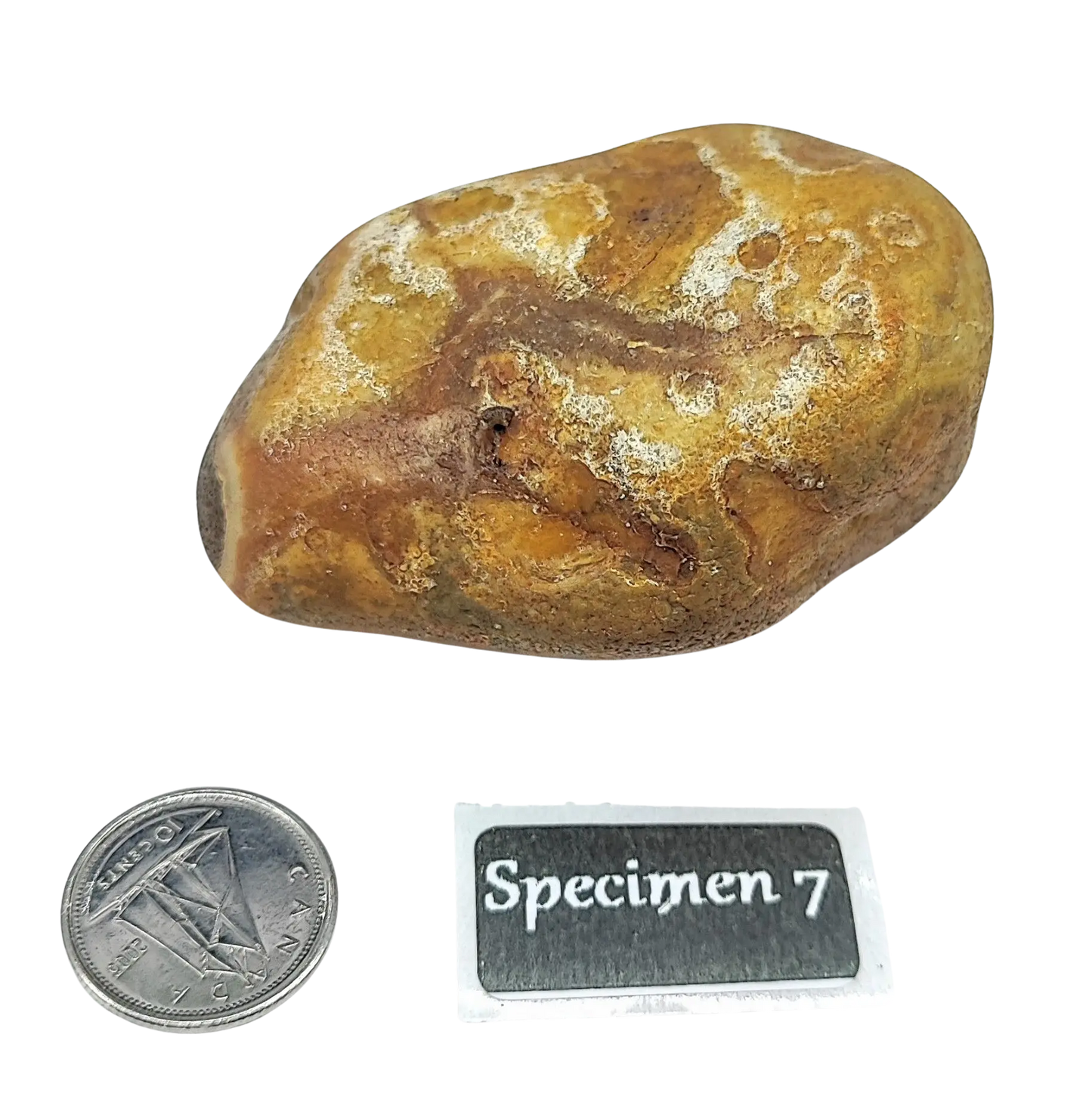 Stone -Natural Palm Agate -Rough -Rough -Aromes Evasions