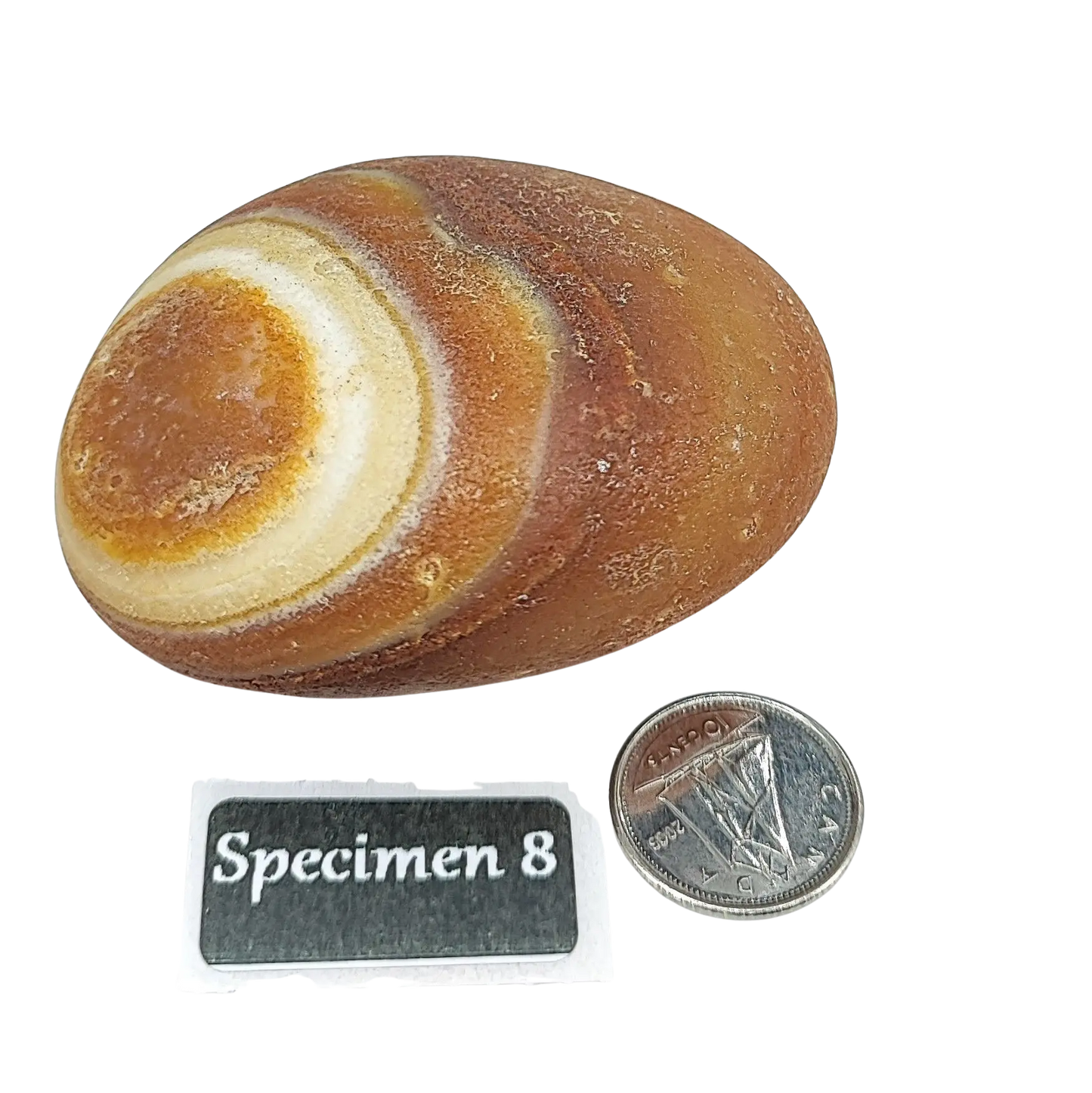 Stone -Natural Palm Agate -Rough -Rough -Aromes Evasions