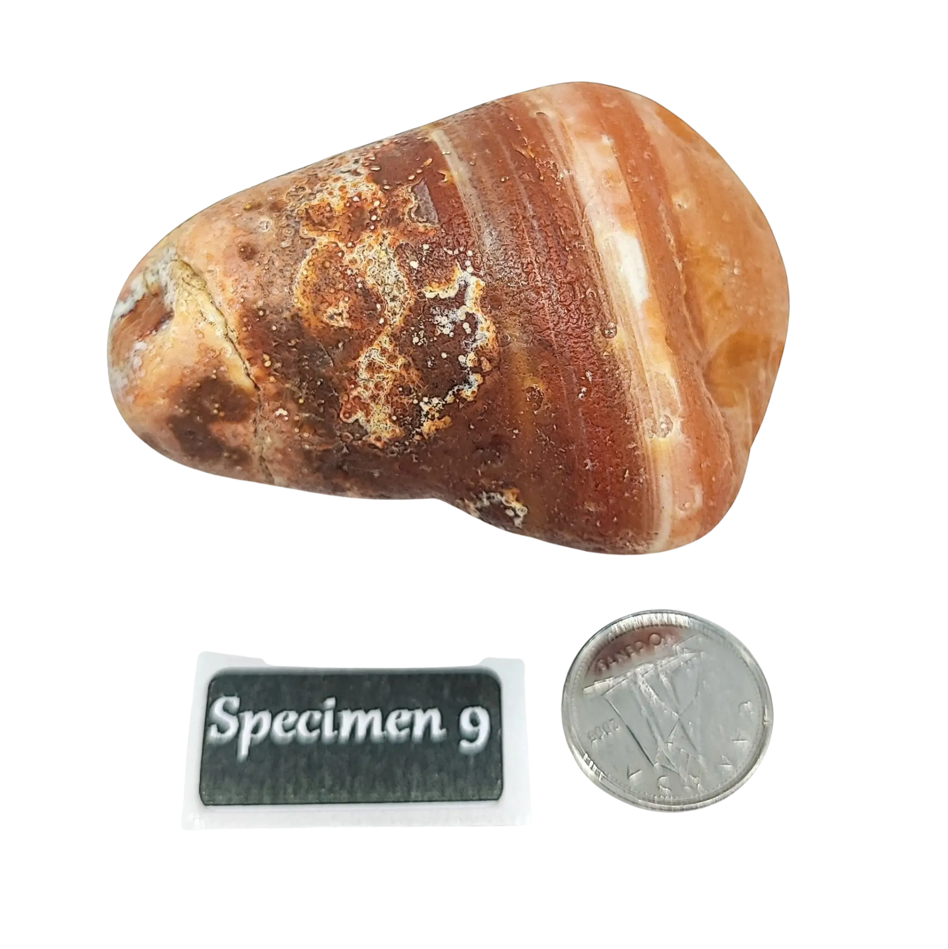 Stone -Natural Palm Agate -Rough -Rough -Aromes Evasions