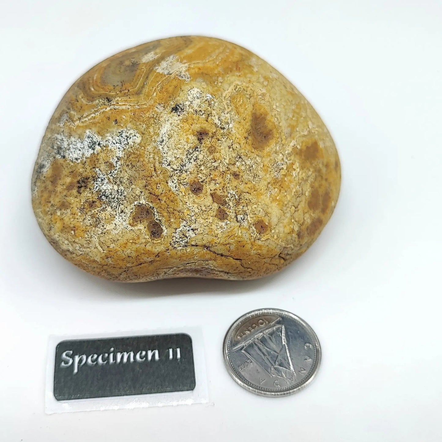 Stone -Natural Palm Agate -Rough -Rough -Aromes Evasions