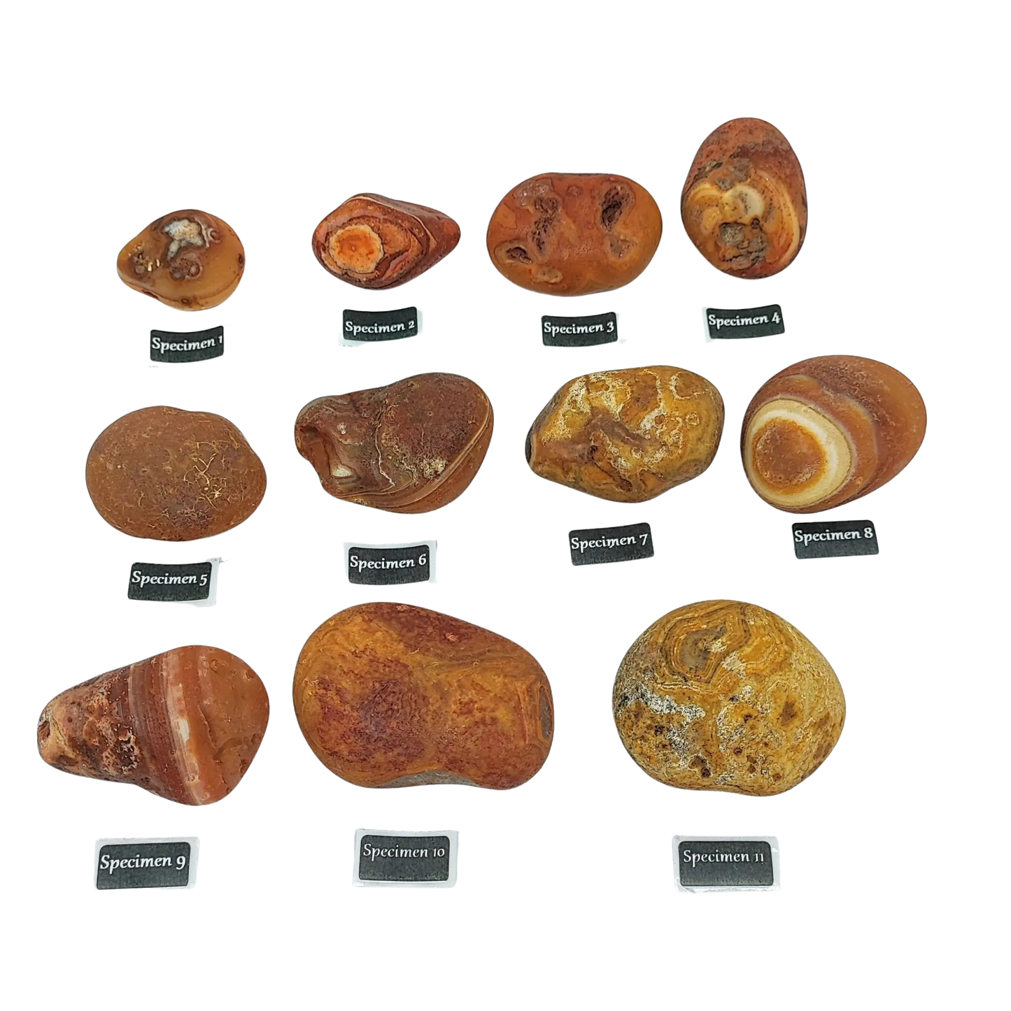 Stone -Natural Palm Agate -Rough -Rough -Aromes Evasions