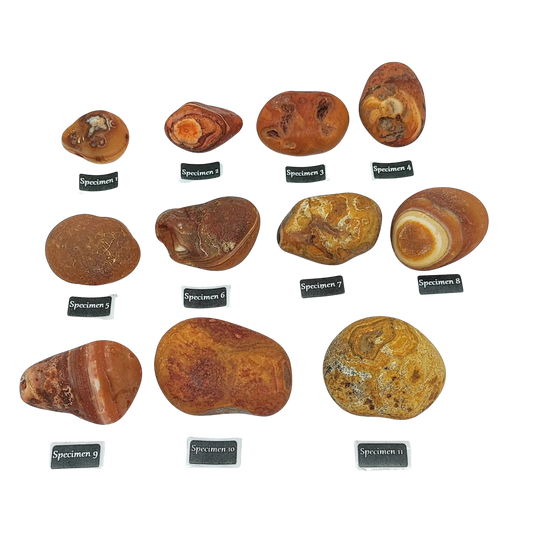 Stone -Natural Palm Agate -Rough -Rough -Aromes Evasions