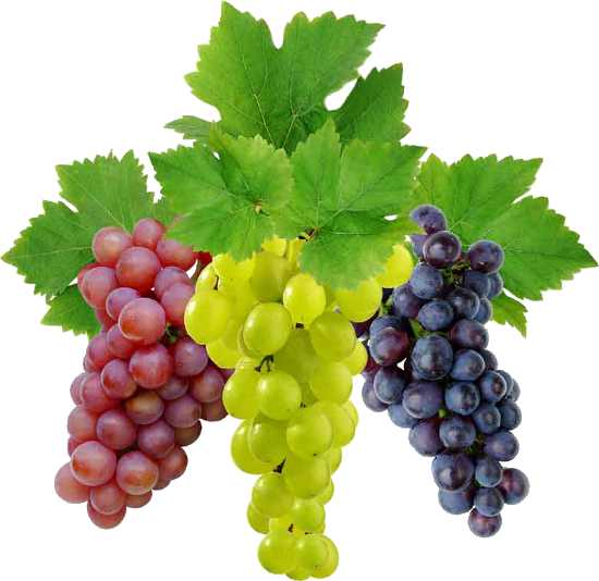 Essential Oil -Grape (Vitis Vinifera)