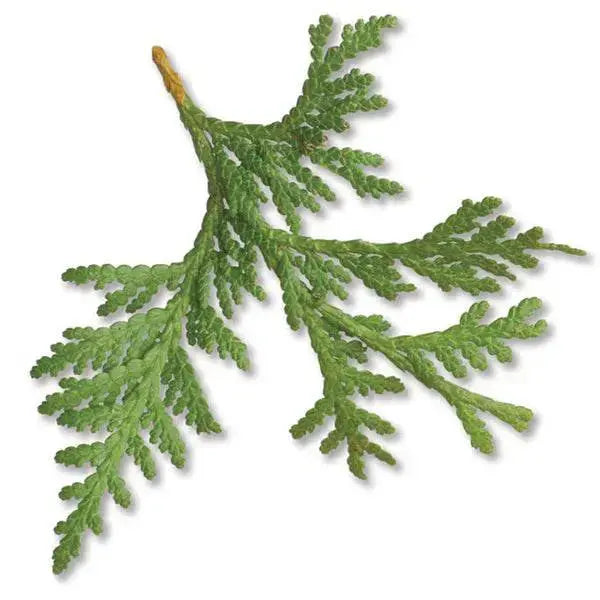 Essential Oil -Thuja Canada (Thuja Occidentalis) -Woody Scent -Arômes & Évasions