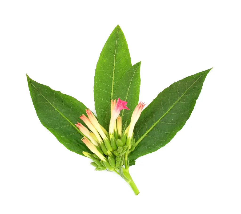 Fragrance Oil -Tobacco Leaves