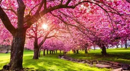 Fragrance Oil - Premium Collection - Summer Freshness