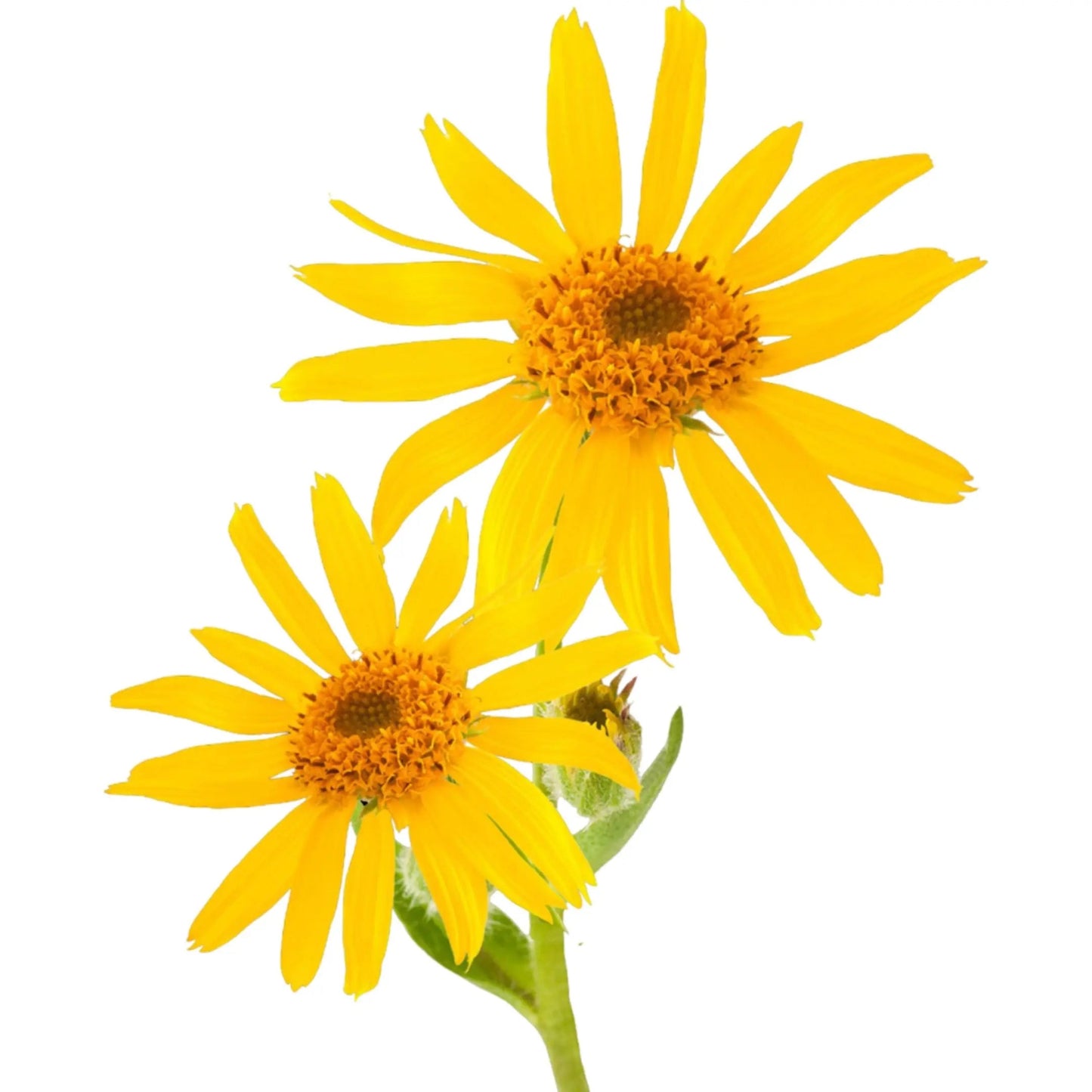 Essential Oil - Arnica (Arnica Montana)