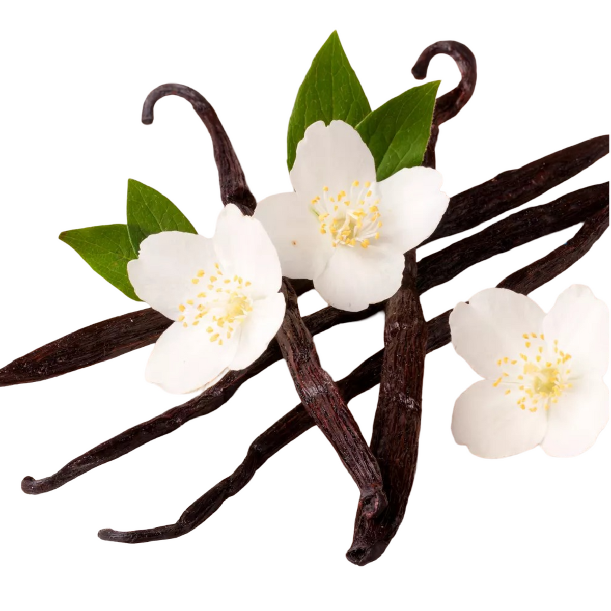 Essential Oil - Vanilla Absolute (Planifolia) - Cayve's Mystic Nature Wholesale