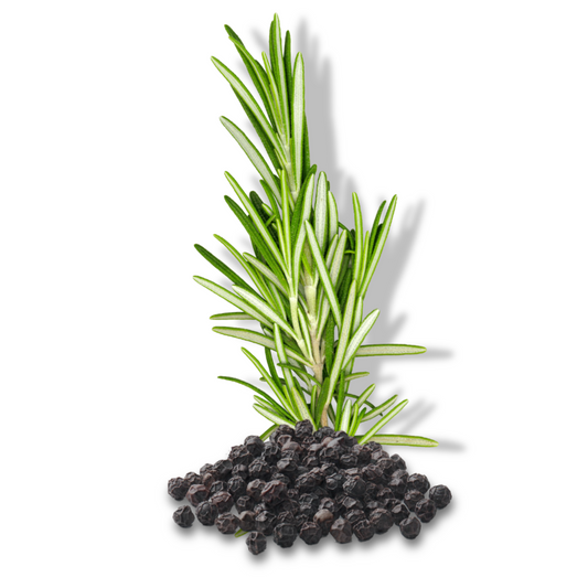 Fragrance Oil - Rosemary Pepper