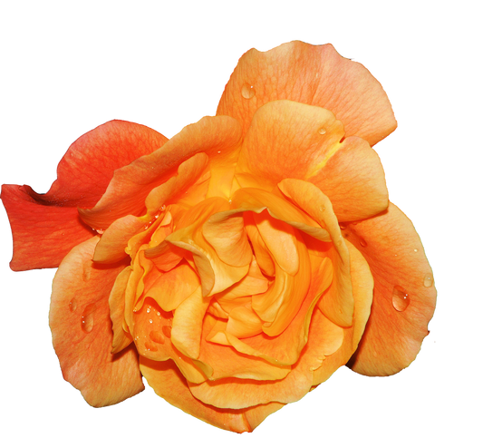 Fragrance Oil -Amber Rose - Arômes et Évasions