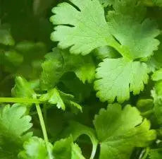 Essential Oil -Coriander (Coriandrum Sativum)