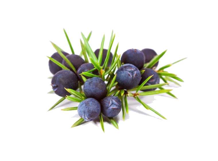 Essential Oil -Juniper Berry (Juniperus Communis L) -Woody Scent -Aromes Evasions 