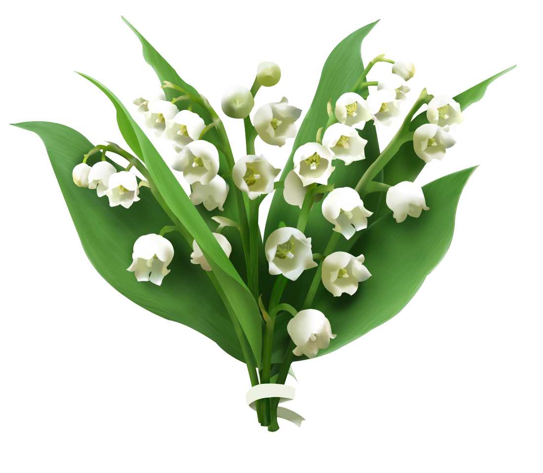 Essential Oil -Lily of the Valley (Convallaria Majalis) -Floral Scent -Aromes Evasions 