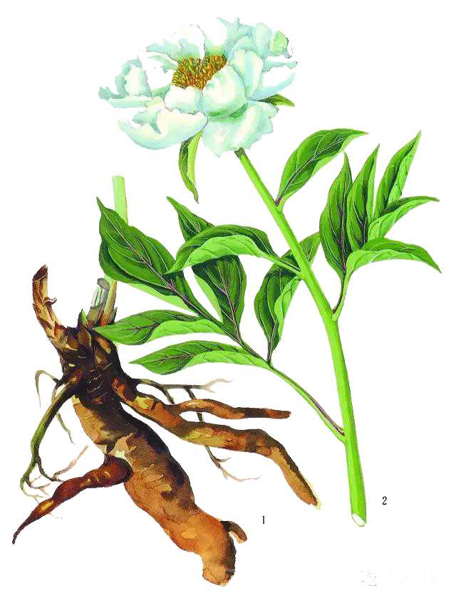 Essential Oil -Peony Root Liquid Extract (Paeonia Lactiflora)