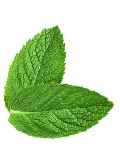 Flavor Oil -Mint