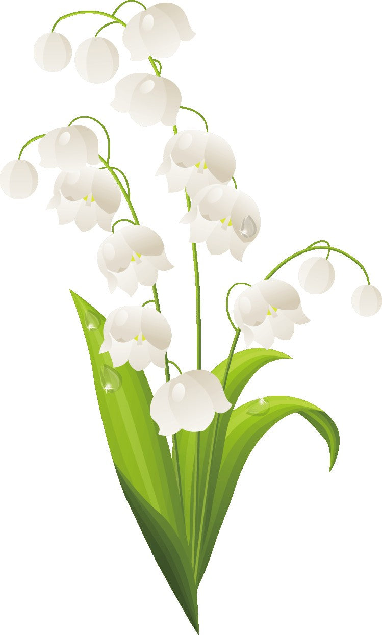 Fragrance Oil - Lily of the Valley -12ml 12ml Aromes Evasions