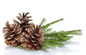 Fragrance Oil - Birchwood Pine 500 ml