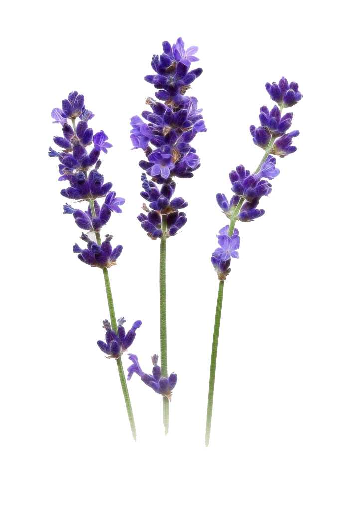 Fragrance Oil -Lavender 500 ml