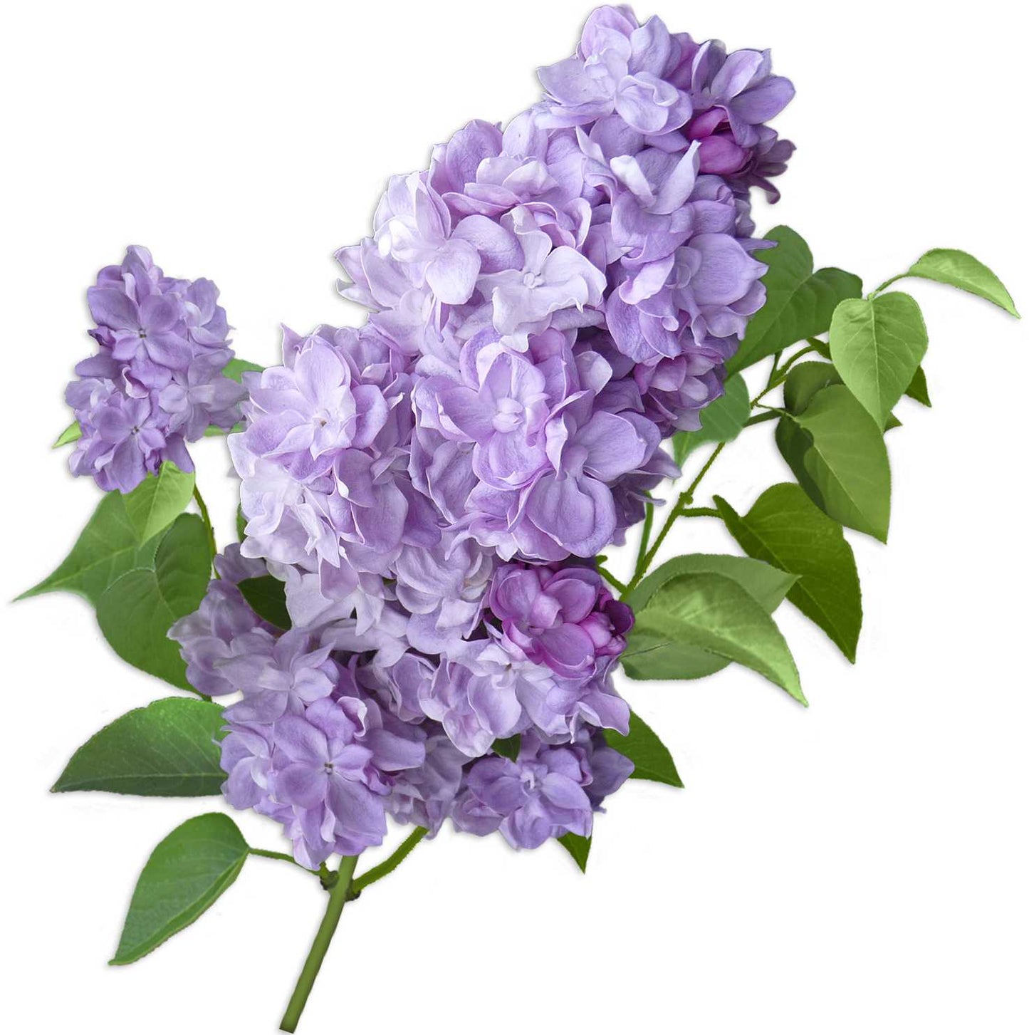 Fragrance Oil -Lilac -? Scent -Aromes Evasions 