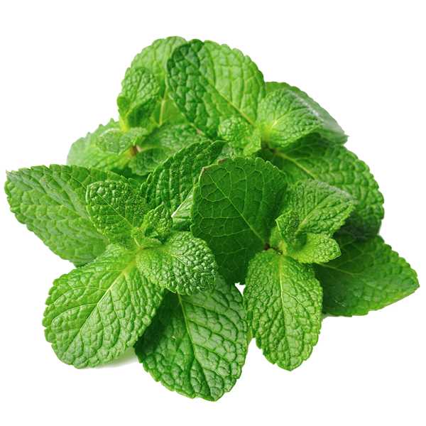 Fragrance Oil -Peppermint -Herbal Scent -Aromes Evasions 