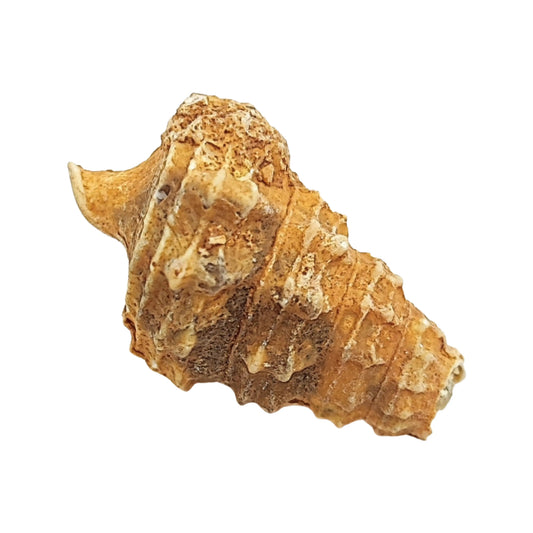Stone -Gastropod Fossil -Cone -Rough -Fossil Specimen -Aromes Evasions 