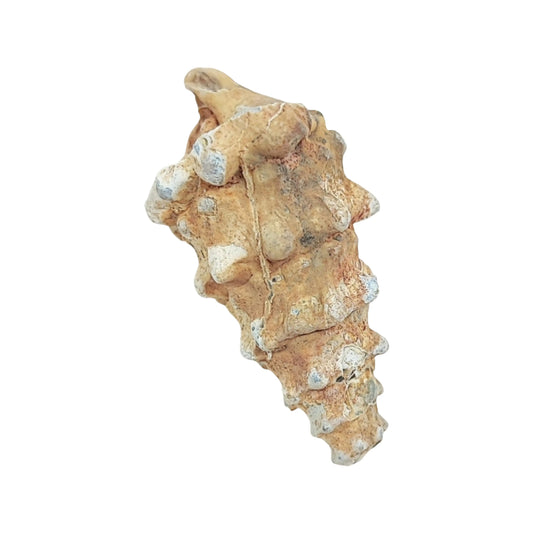 Stone -Gastropod Fossil -Spiky -Rough -Fossil Specimen -Aromes Evasions 