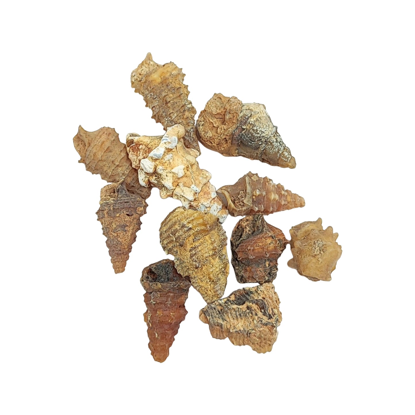 Stone -Gastropod Fossil -Spiky -Rough -Fossil Specimen -Aromes Evasions 