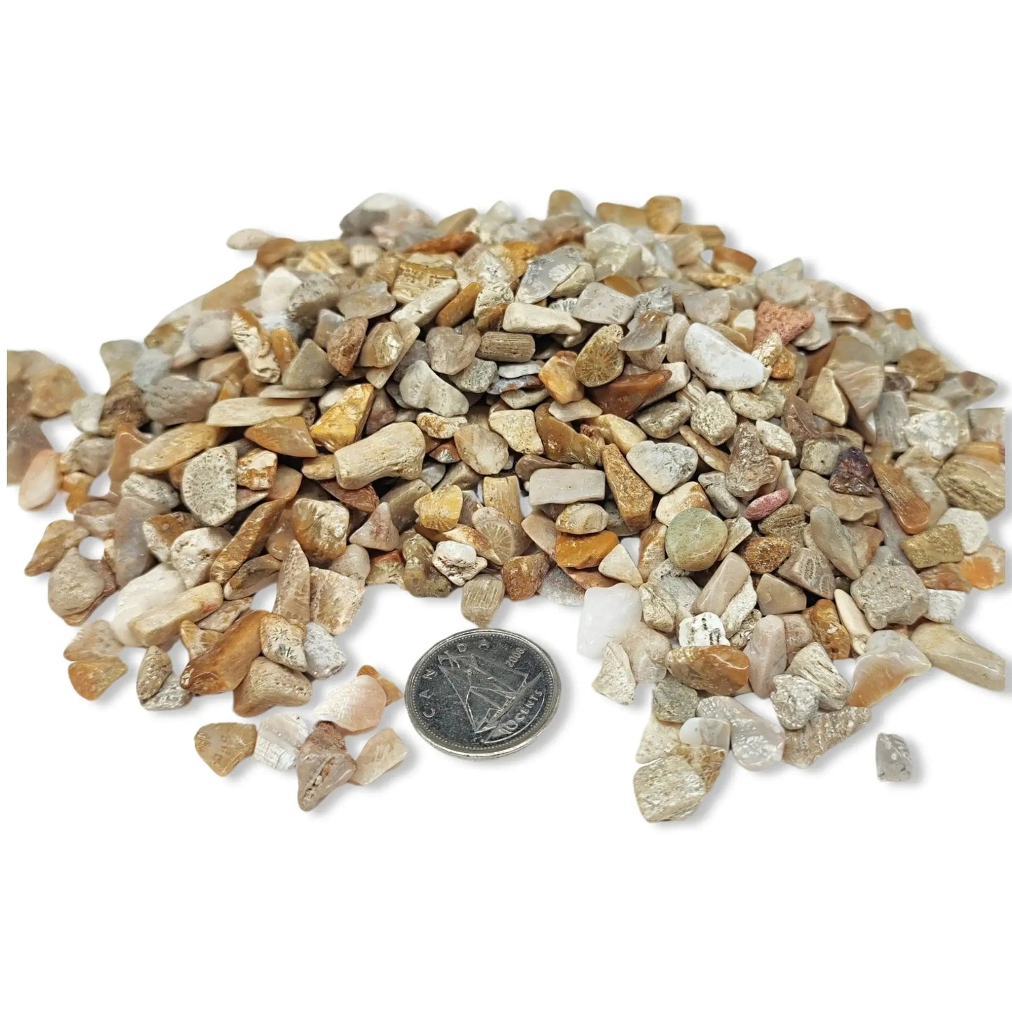 Stone -Rough Chips -Fossil Coral -6 to 8mm -Chips -Aromes Evasions 